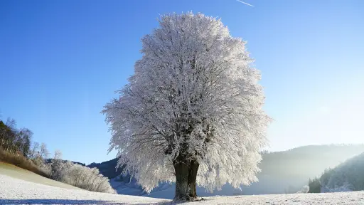 árbol, paisaje de invierno, escarcha ,Pixabay