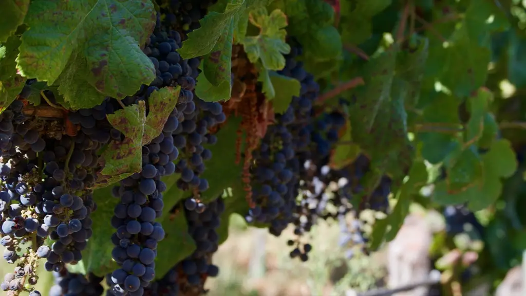 vino, uvas, viñedo, Pixabay