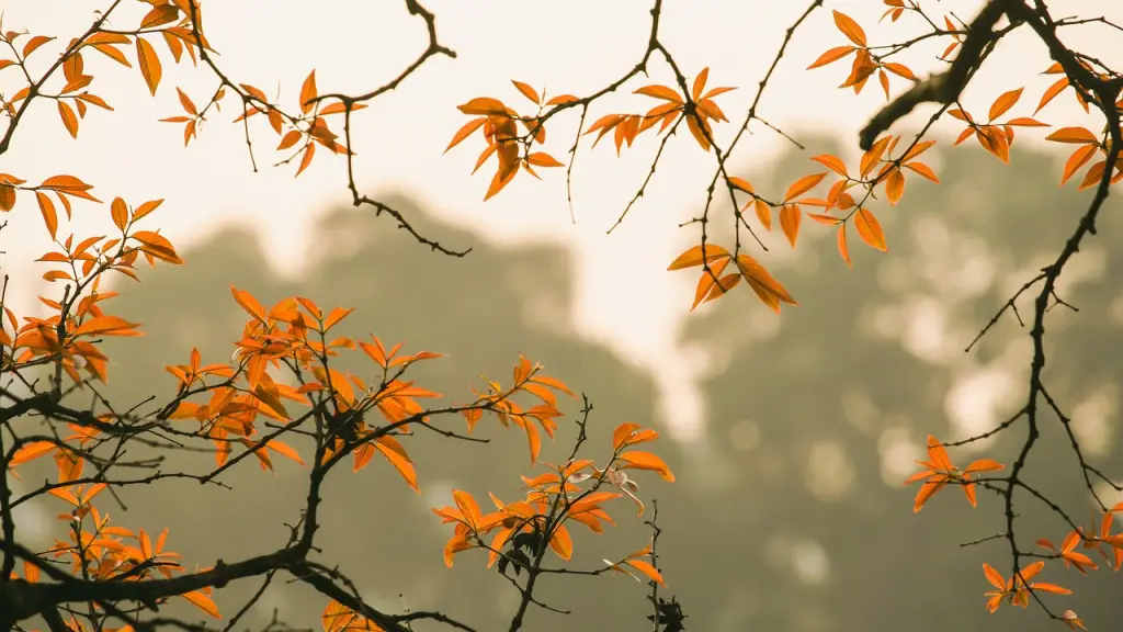 bosque, follaje, otoño, mayo, Pixabay
